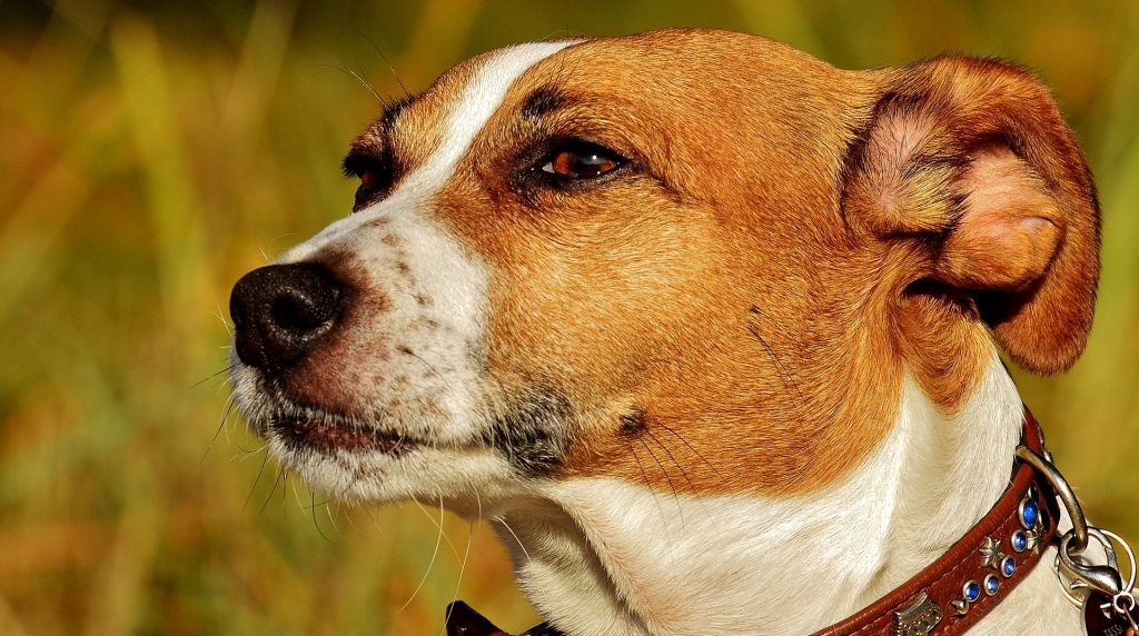 jack-russell-klein-hondenras