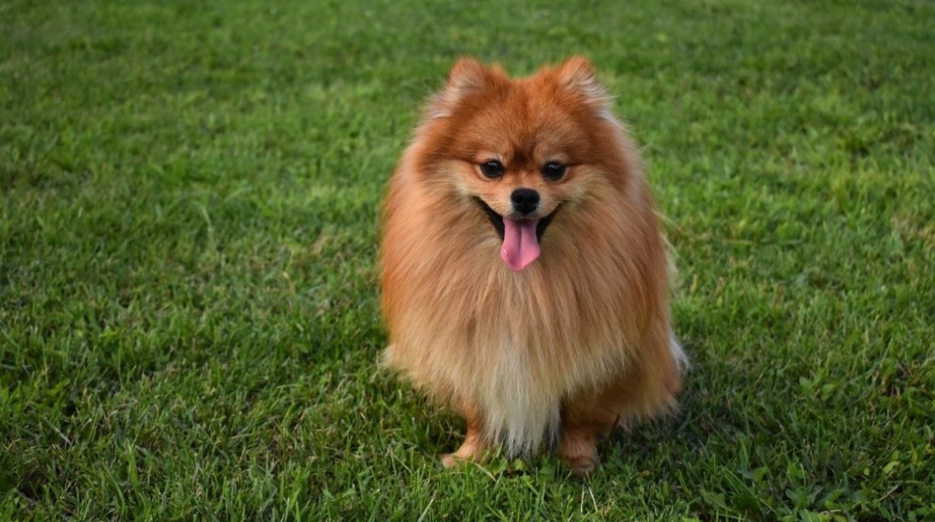 Pomeriaan of Pomeranian