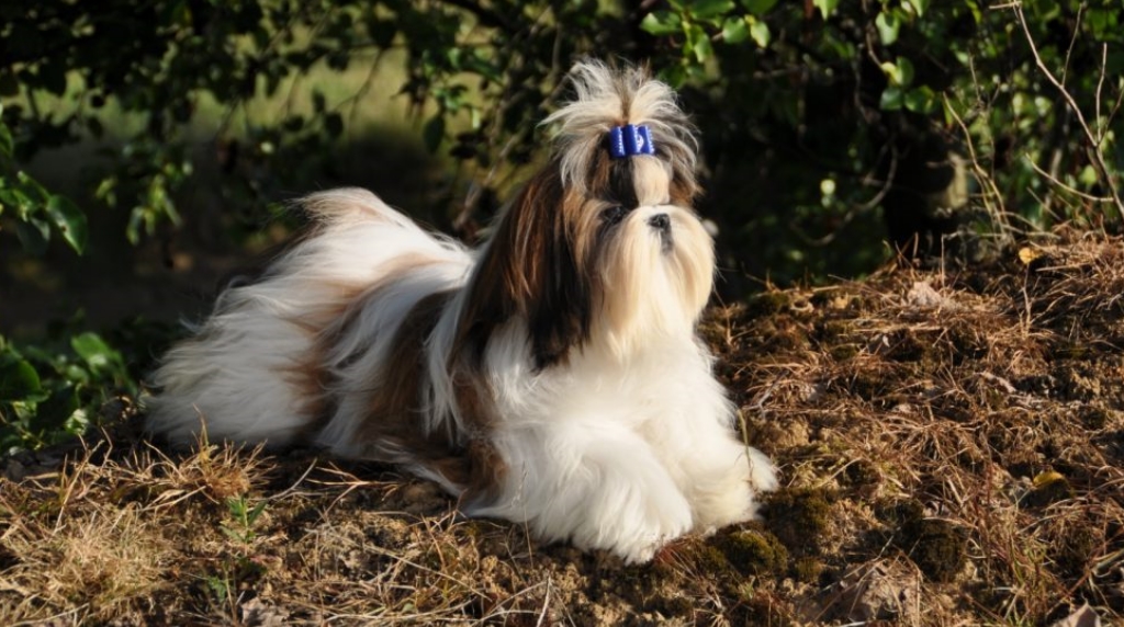 shih-tzu-kleinste-hondenrassen