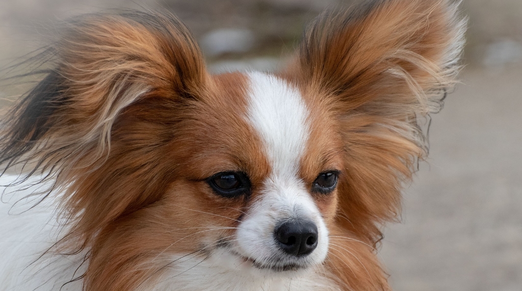 Papillion of vlinderhond