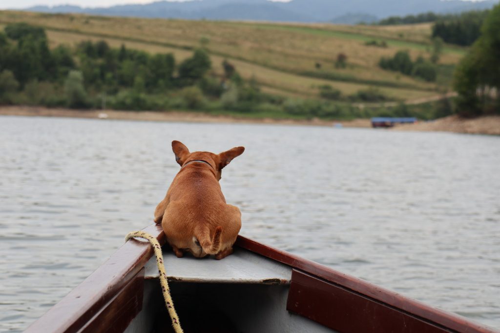 Hoe je hond leren zwemmen - Tips