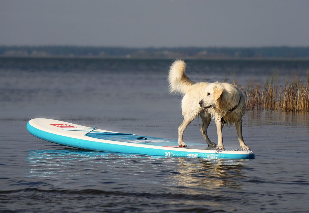 Hoe je hond leren zwemmen - Tips