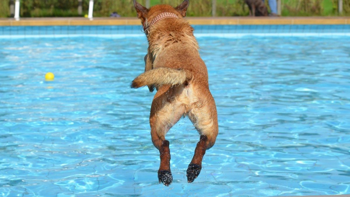 Hoe je hond leren zwemmen - Tips