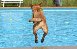 Hoe je hond leren zwemmen - Tips