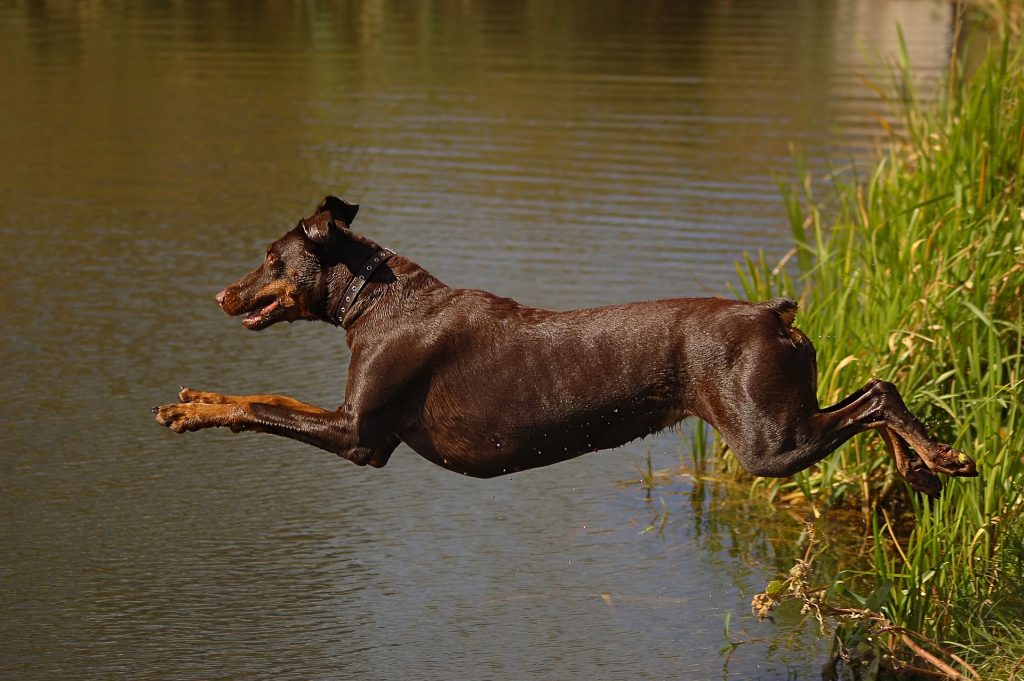 Hoe je hond leren zwemmen - Tips