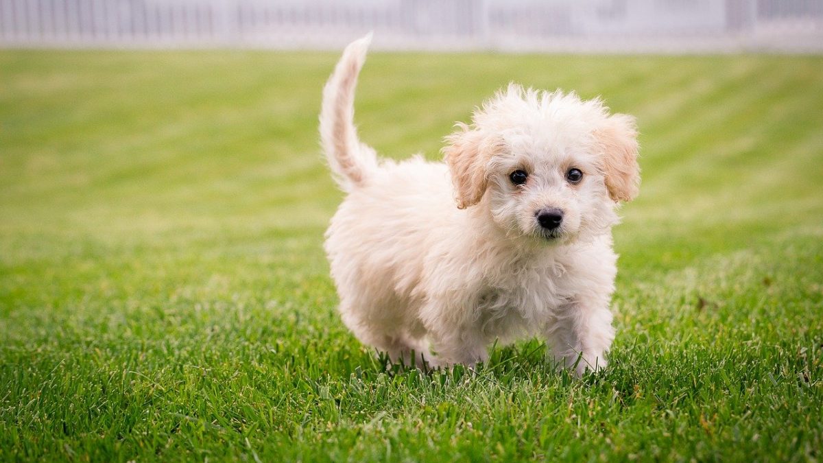 Hond kopen bij De Nieuwe Hond