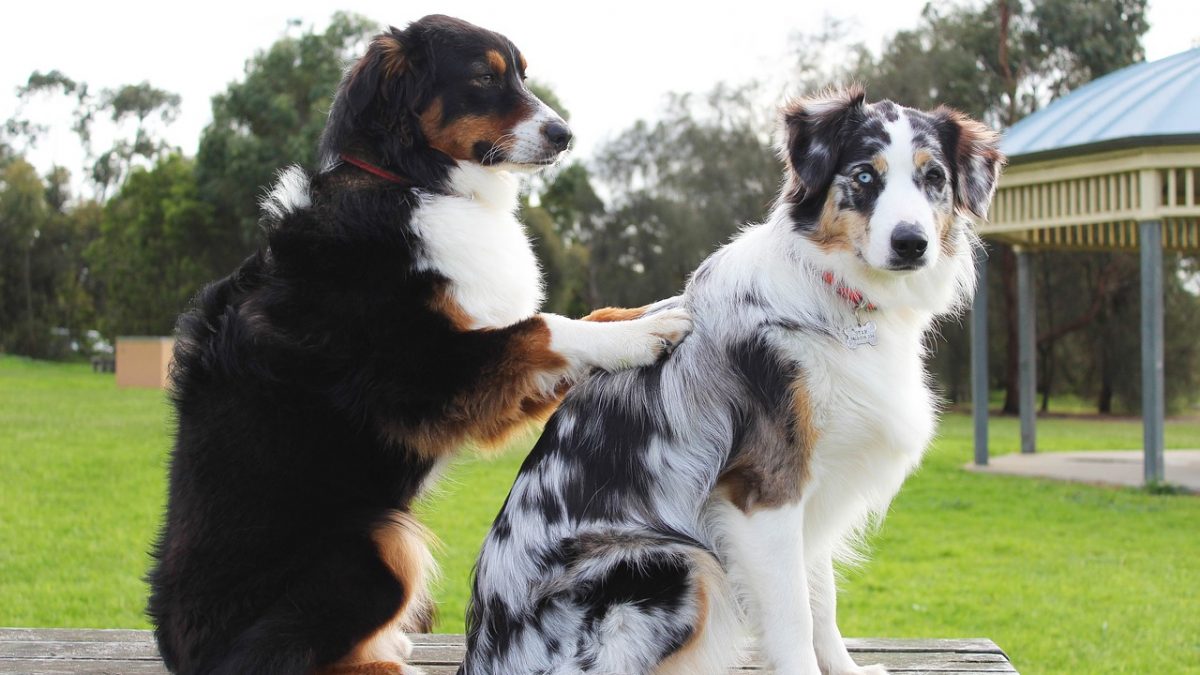 Natuurlijke manieren om vlooien bij honden te bestrijden