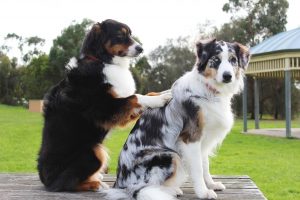 Natuurlijke manieren om vlooien bij honden te bestrijden