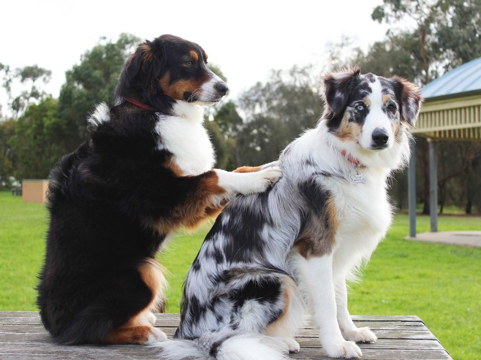 Natuurlijke manieren om vlooien bij honden te bestrijden