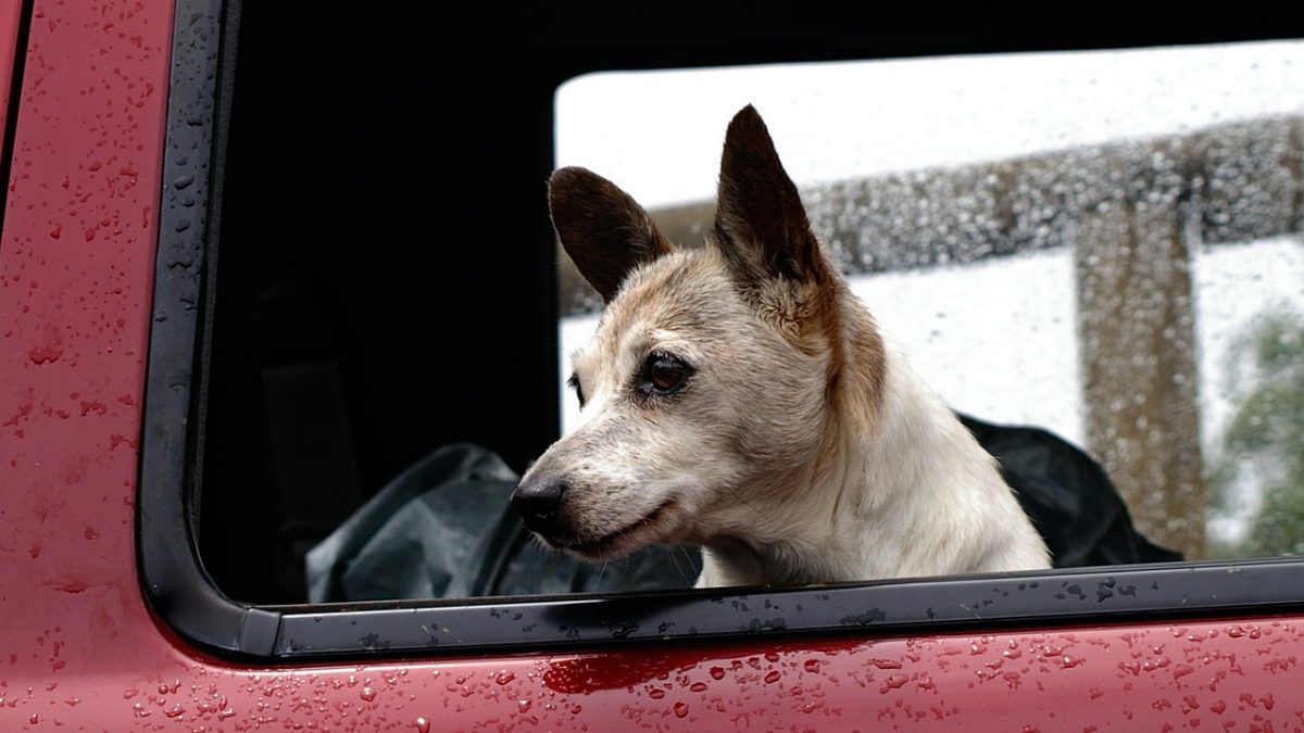Help mijn hond is wagenziek