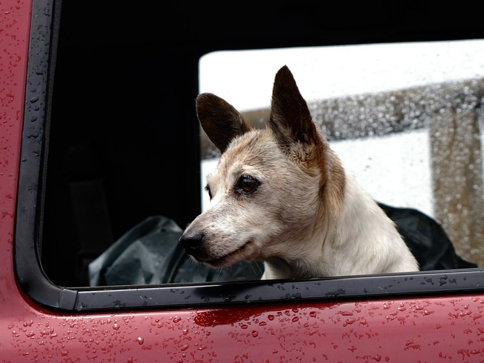 Help mijn hond is wagenziek