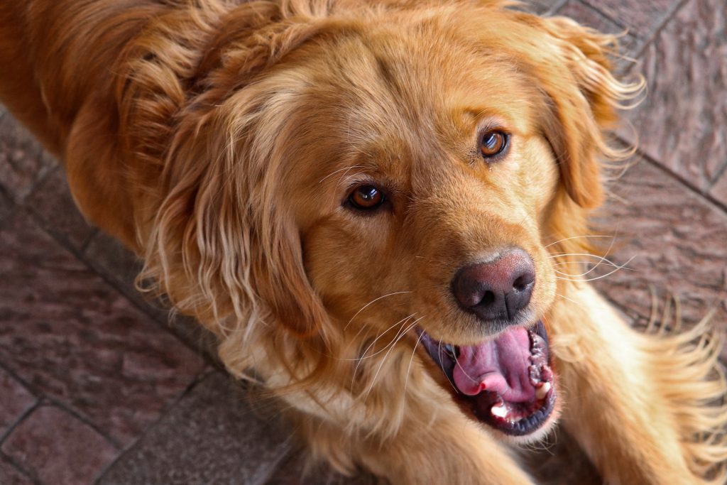 Hoe kun je de tanden van je hond verzorgen