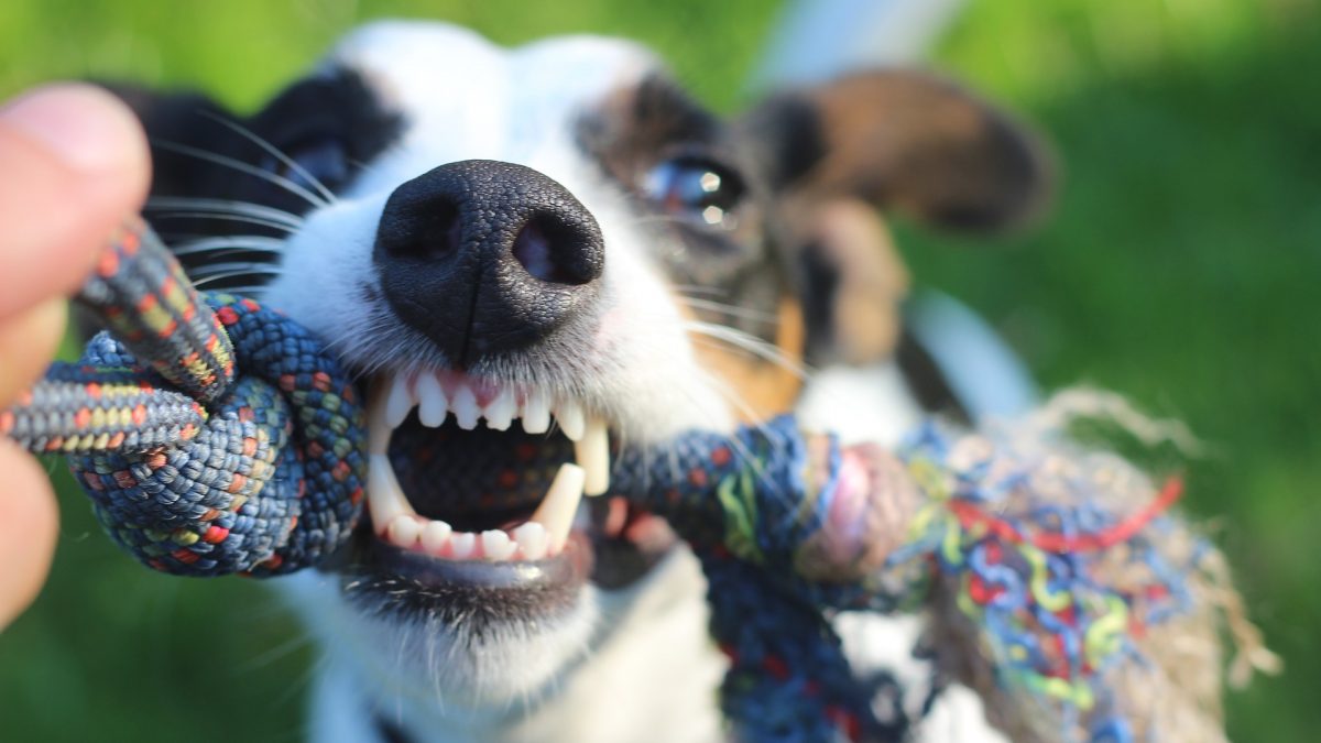Hoe kun je de tanden van je hond verzorgen