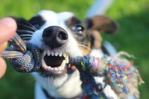 Hoe kun je de tanden van je hond verzorgen