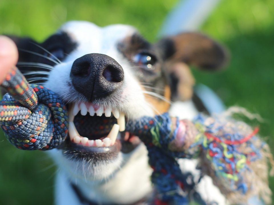 Hoe kun je de tanden van je hond verzorgen