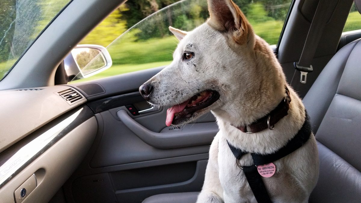 Hoe kun je je hond leren om te zitten in de auto