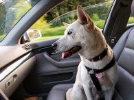 Hoe kun je je hond leren om te zitten in de auto