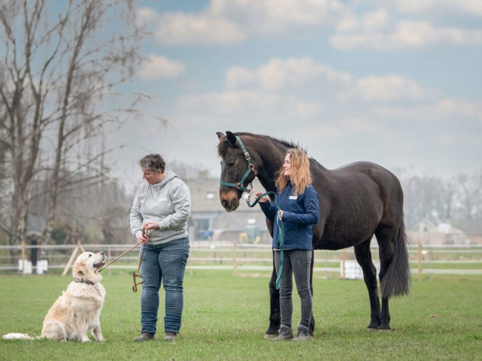 Hulphond Nederland opent Domingo House