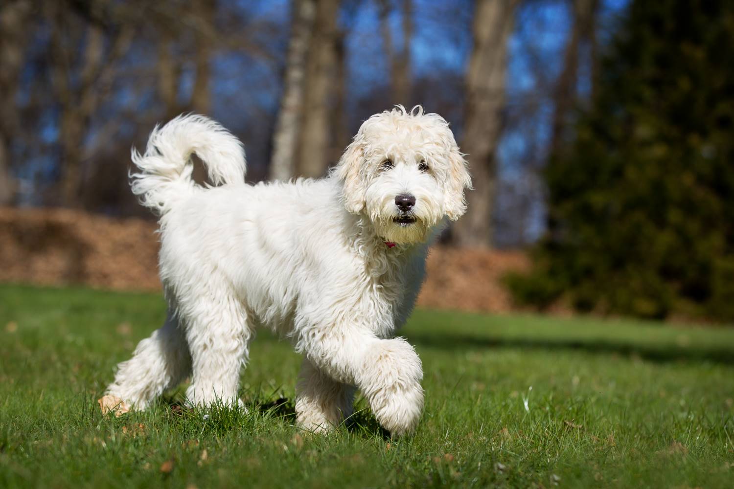 Labradoodle Depositphotos_105050020_S