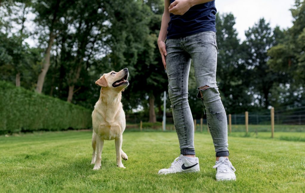 Opleiding therapiehond - Ik hou te veel van deze hondenbaan Baas-en-Beest-Fotografie_4648