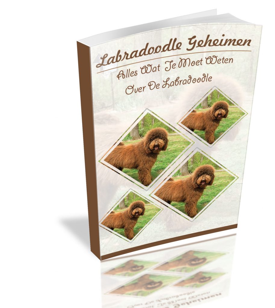 Tips En Geheimen Om Je Labradoodle Bijna Direct Te Veranderen In Een Lieve En Gehoorzame Hond