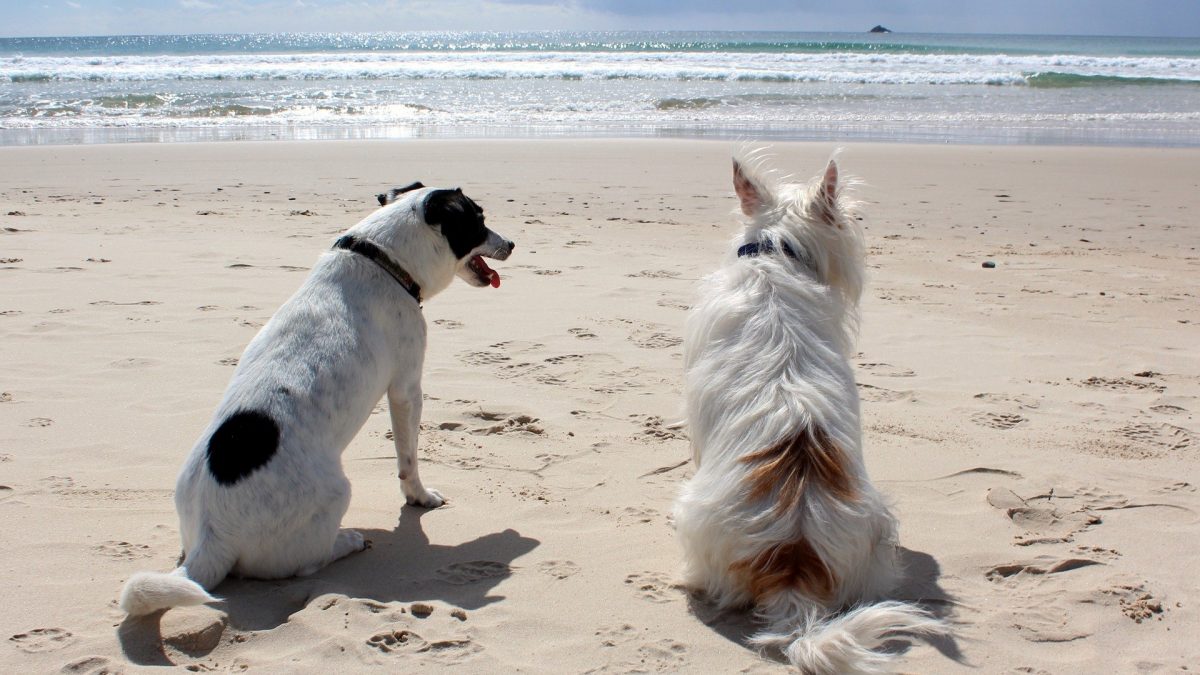 Tijd voor een vakantie met je hond