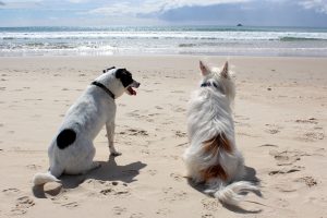 Tijd voor een vakantie met je hond