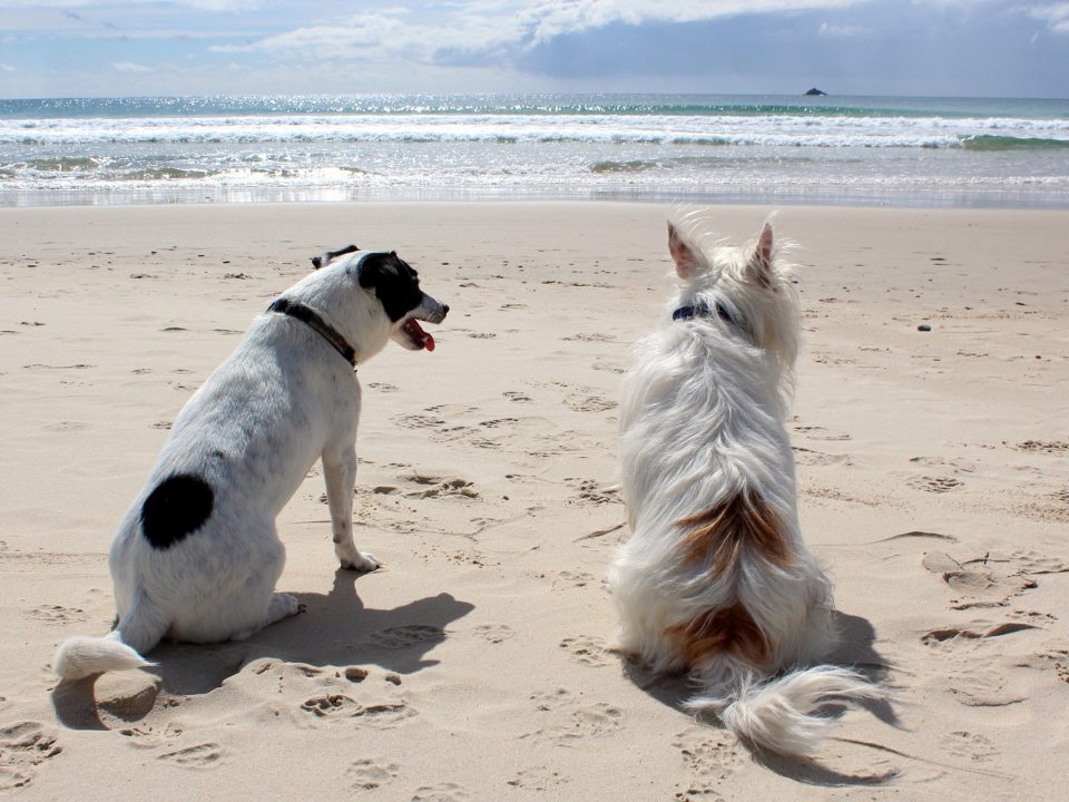 Tijd voor een vakantie met je hond