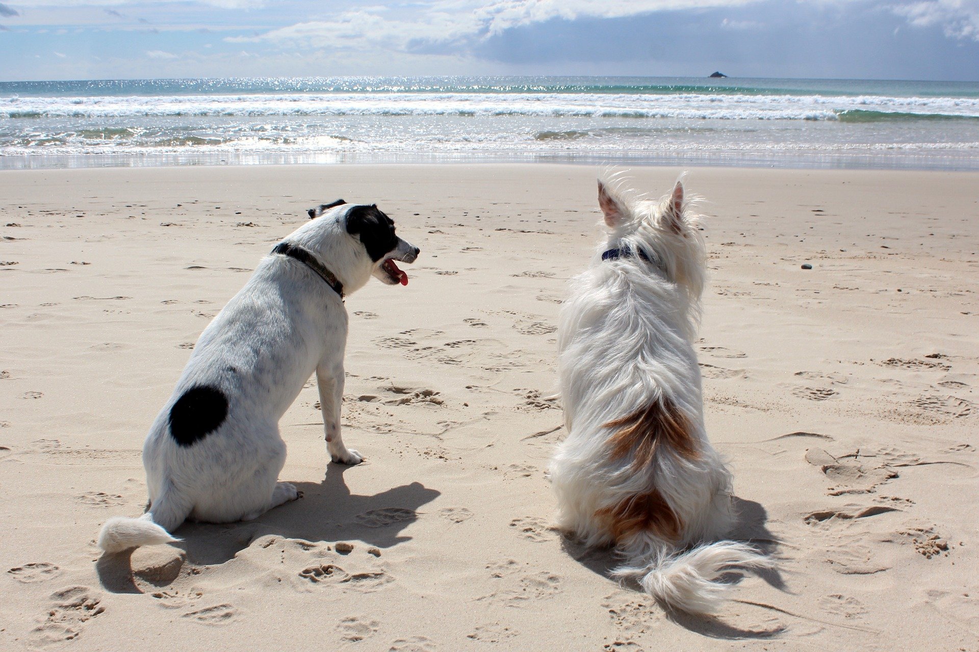 voor een vakantie hond! - De Nieuwe Hond