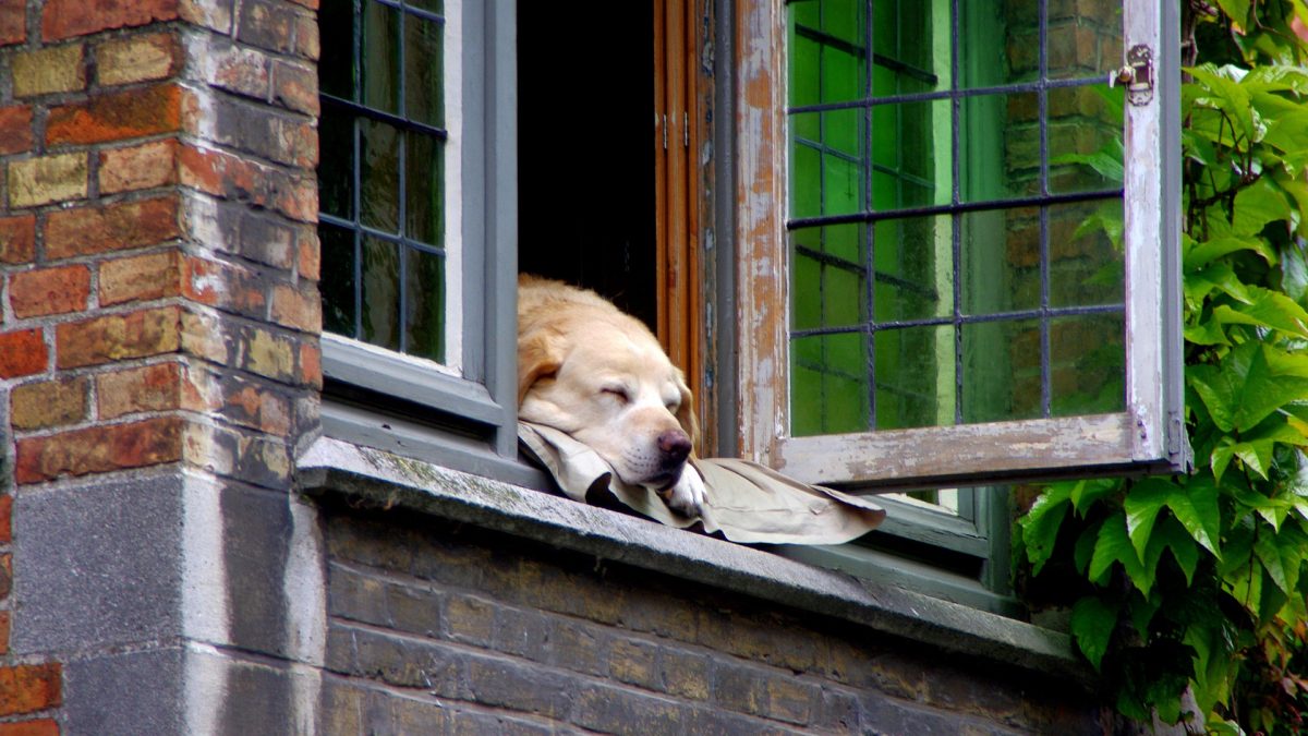 vooroordeel maatschappij Rustiek Tips voor hondenbezitters die een appartement zoeken - De Nieuwe Hond