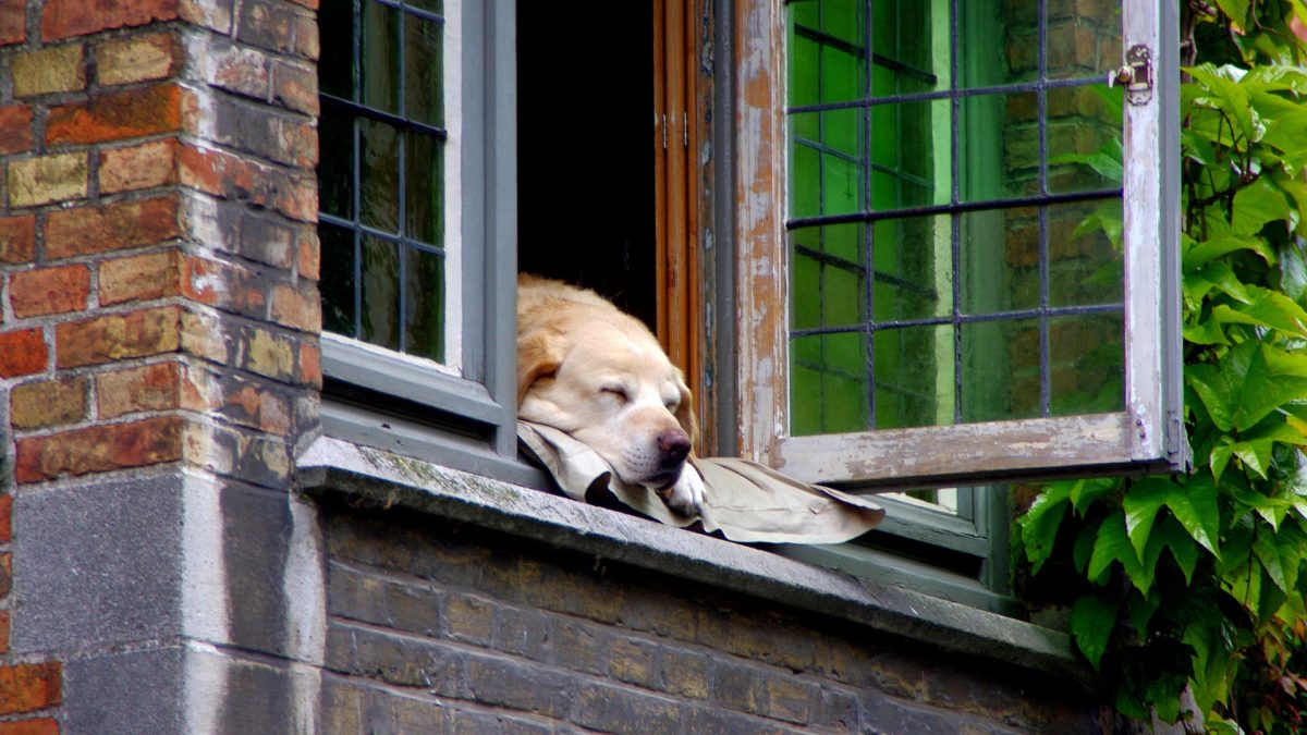 Tips voor hondenbezitters die een appartement zoeken