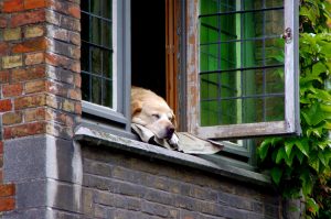 Tips voor hondenbezitters die een appartement zoeken
