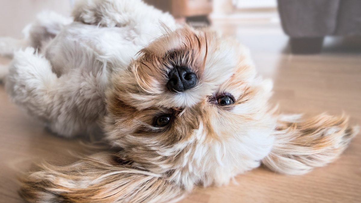 Tips om je interieur af te stemmen op je hond