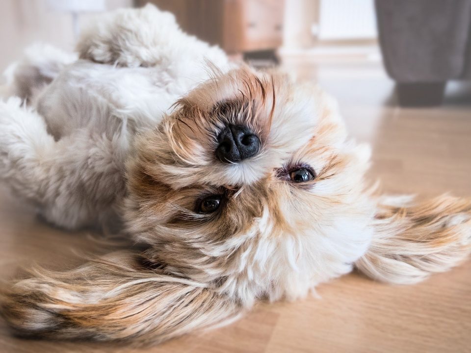 Tips om je interieur af te stemmen op je hond