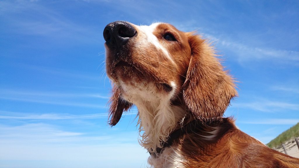 De neus van de hond - Speuren en Detectie