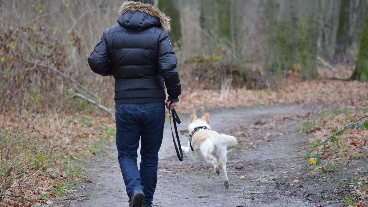 Lange wandelingen in de natuur: goed voor hond en baasje