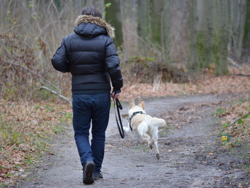 Lange wandelingen in de natuur: goed voor hond en baasje