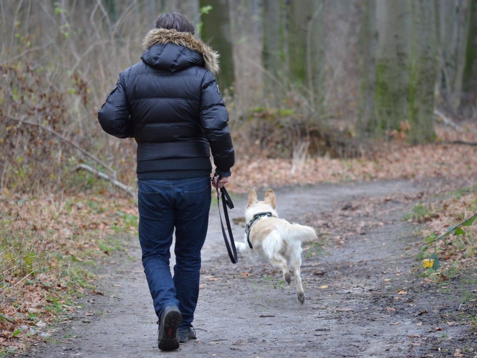 Lange wandelingen in de natuur: goed voor hond en baasje