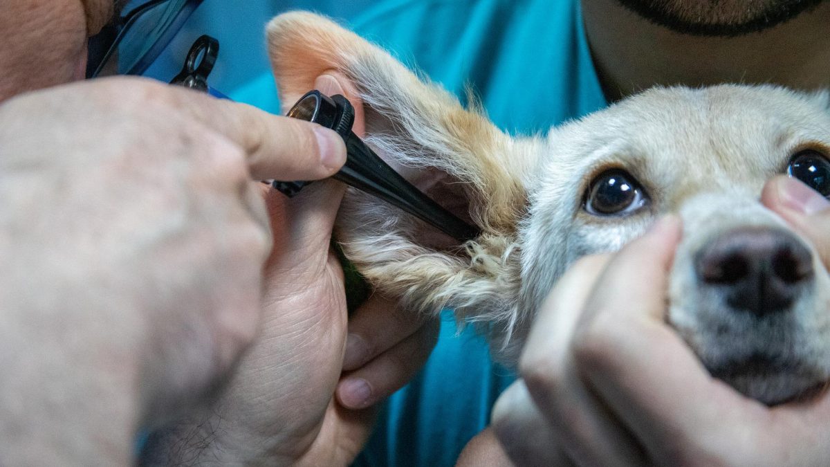 Stressvrij naar de dierenarts - Gezondheidscheck bij huisdieren