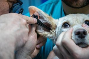 Stressvrij naar de dierenarts - Gezondheidscheck bij huisdieren