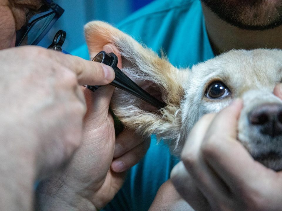 Stressvrij naar de dierenarts - Gezondheidscheck bij huisdieren