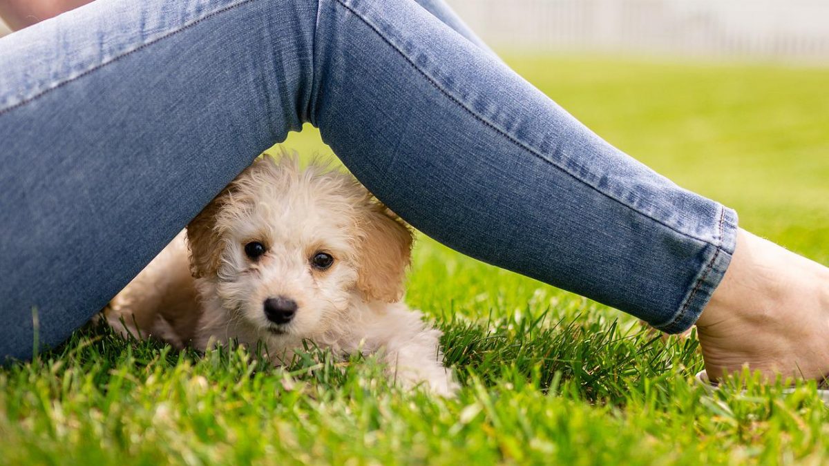 Een puppy opvoeden | Tips en Advies