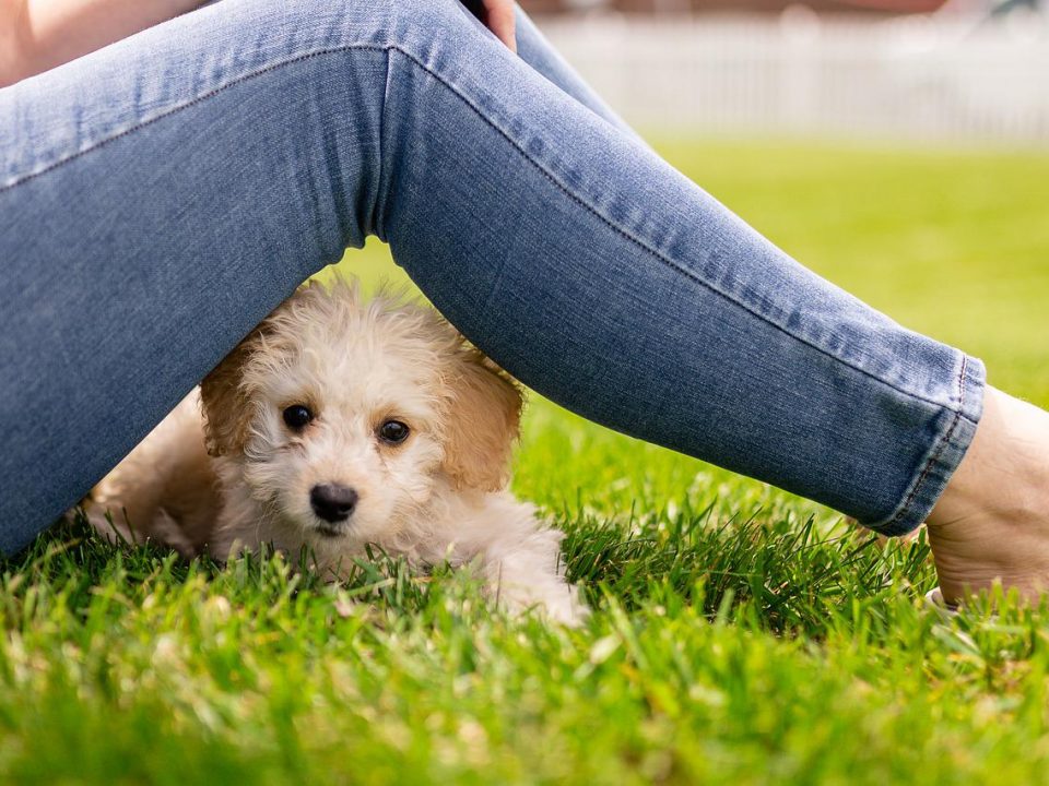 Een puppy opvoeden | Tips en Advies