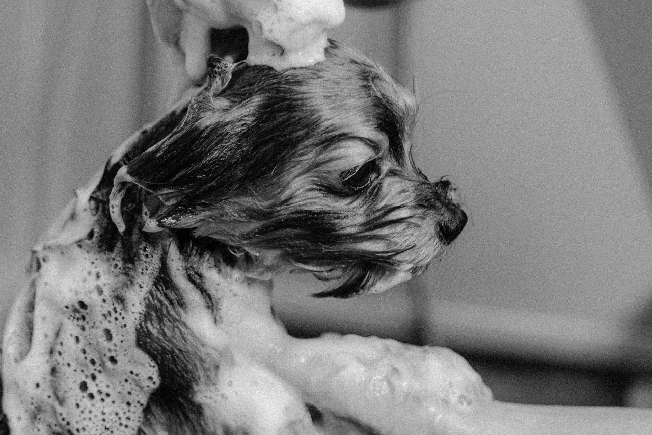 hond verzorgen