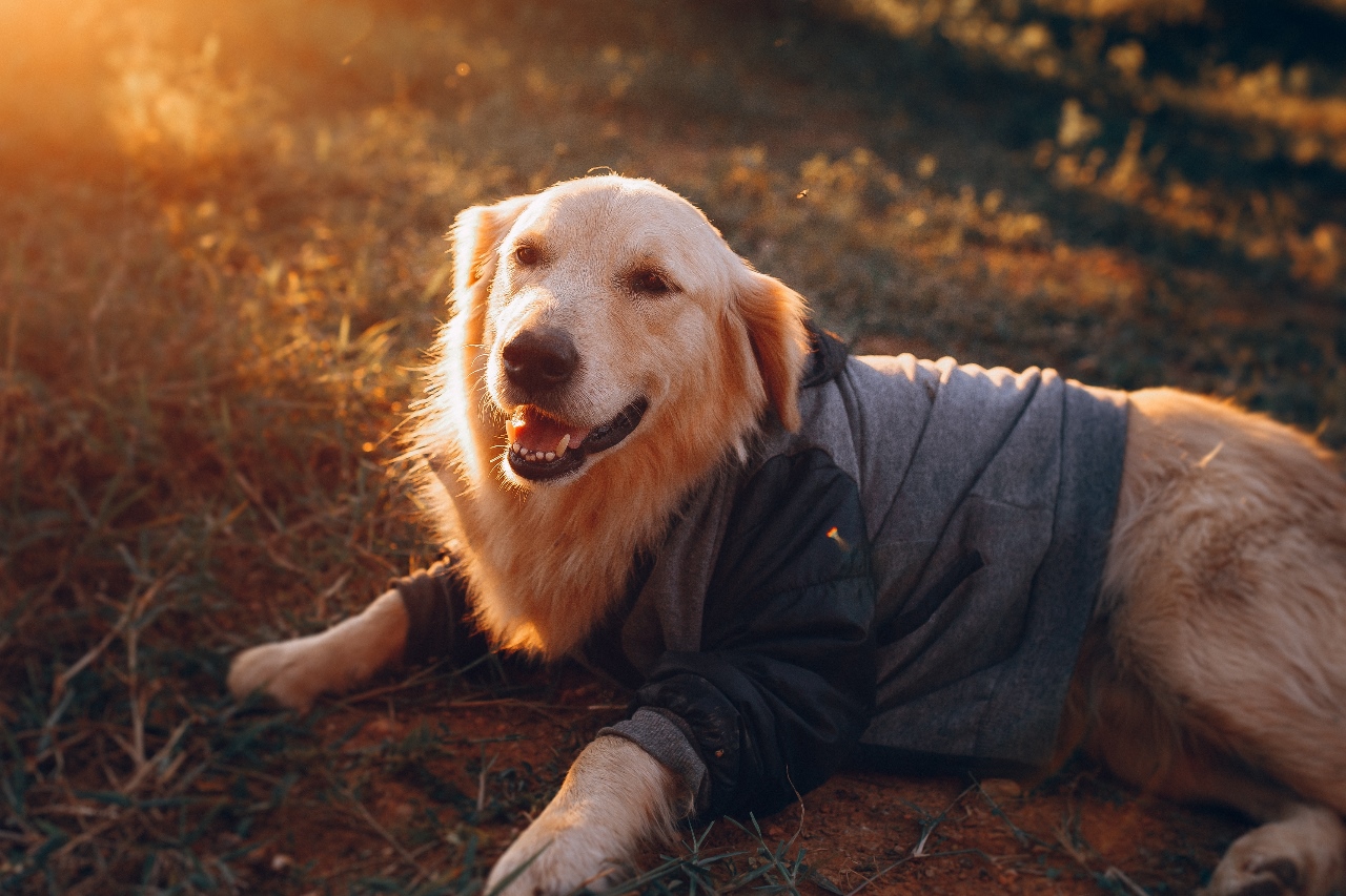 met de hond onderweg