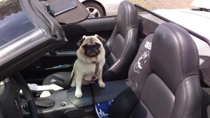 De beste auto’s voor mensen met honden