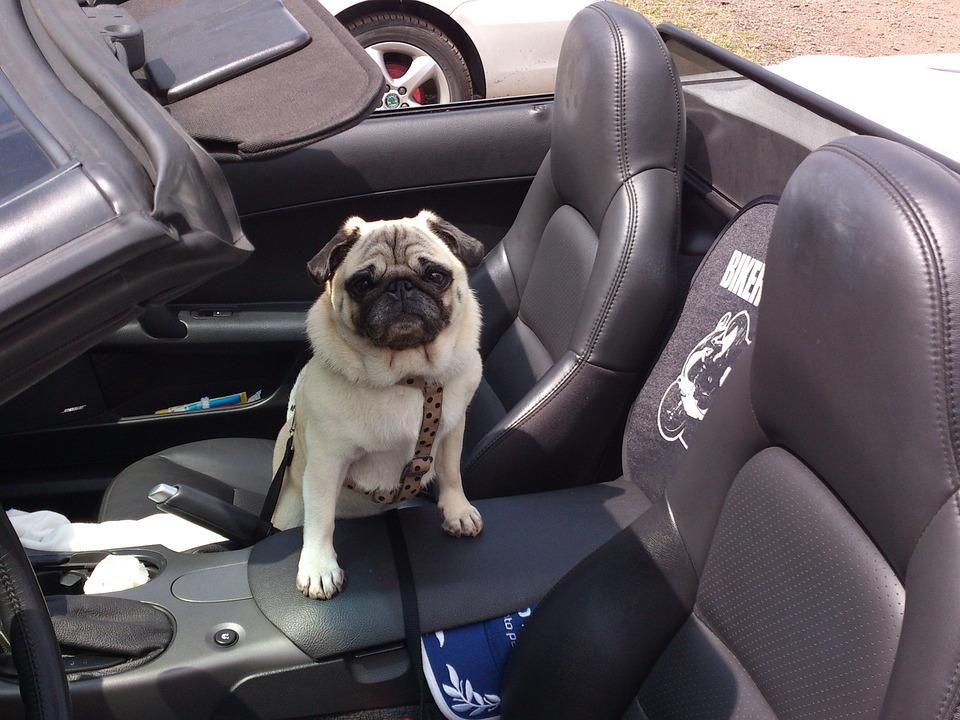 De beste auto’s voor mensen met honden