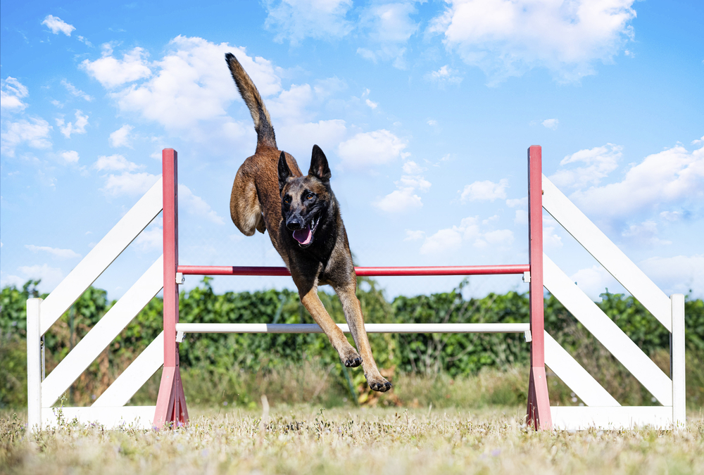 Gedrag Mechelse Herder - training of agility for competition  in an obedience club