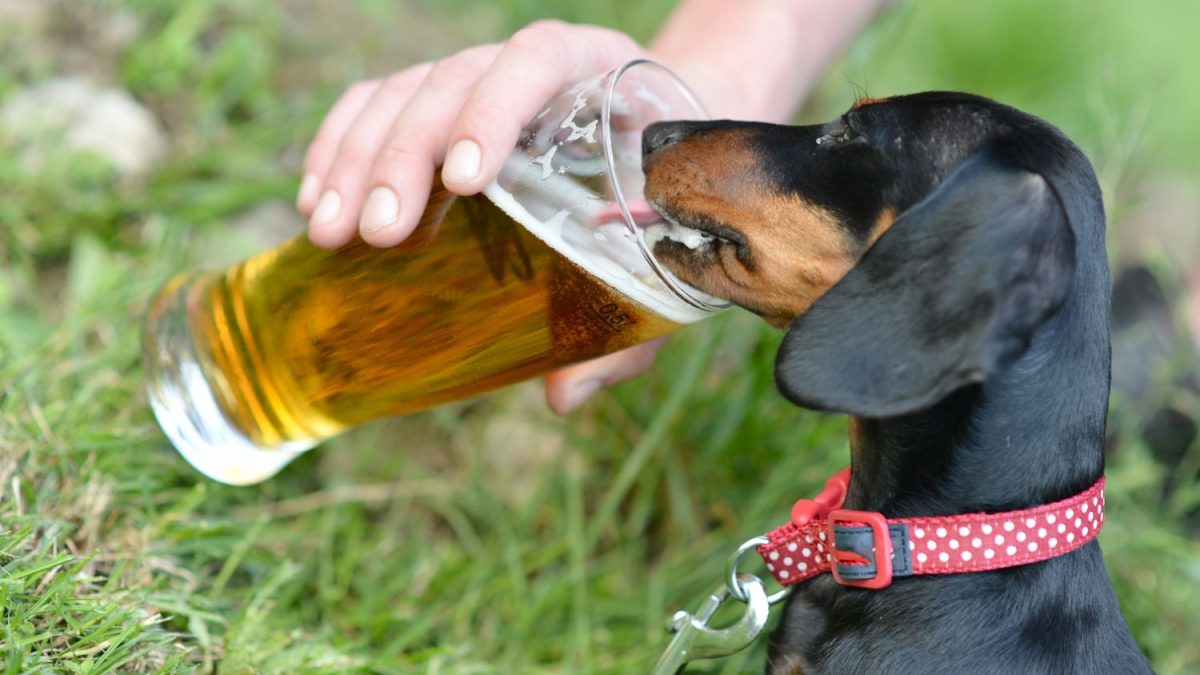 Mogen honden bier drinken Depositphotos_50754971_S
