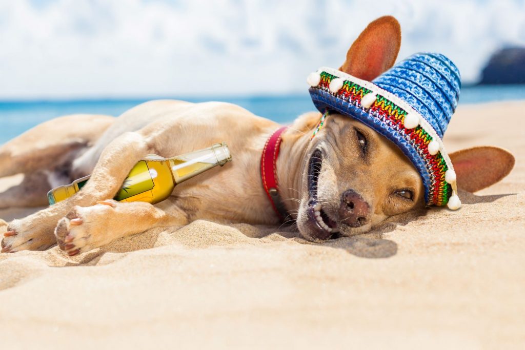 Mogen honden bier drinken? De Nieuwe Hond